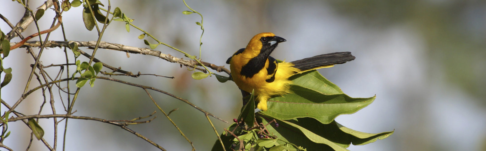 yellow-tailed-oriole