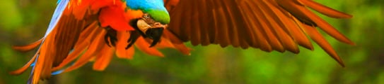 brazil-amazon-parrot
