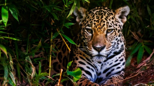 brazil-jaguar-pantanal