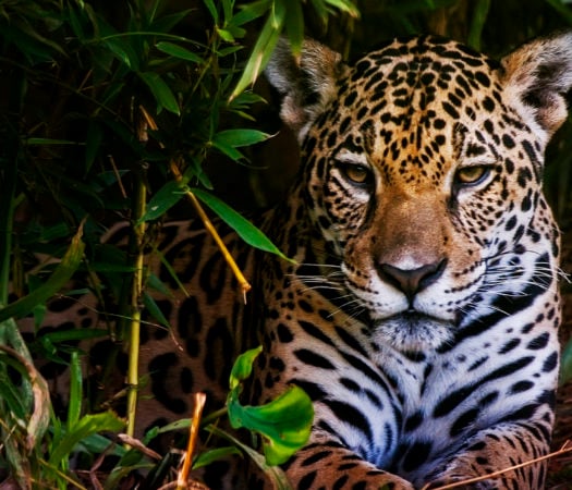 brazil-jaguar-pantanal