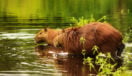 capybara-brazil
