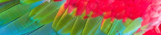pantanal-bird-feathers