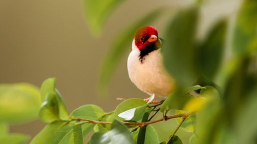 A cardinal in the Pantanal