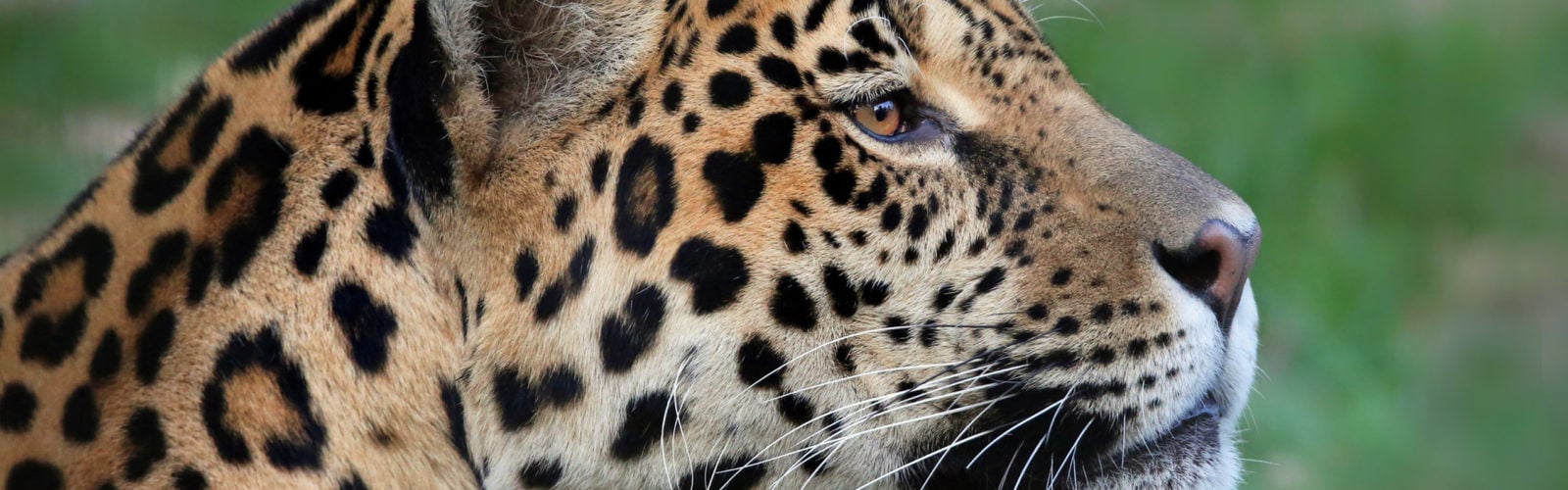 pantanal-jaguar