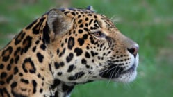 pantanal-jaguar