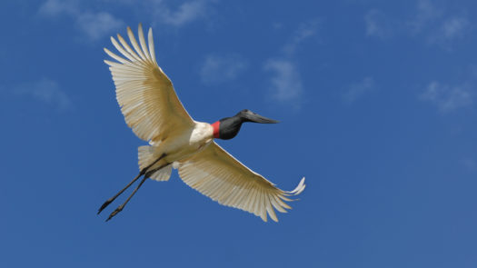 pantanal-stork