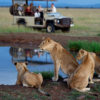 Jeep Safari Lions