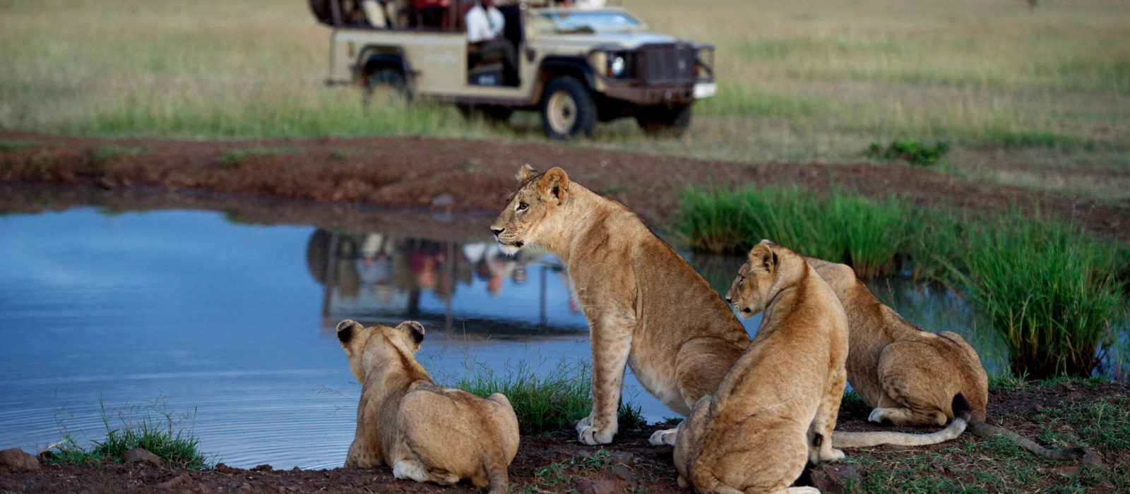 Jeep Safari Lions