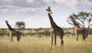 Giraffe Tanzania Serengeti