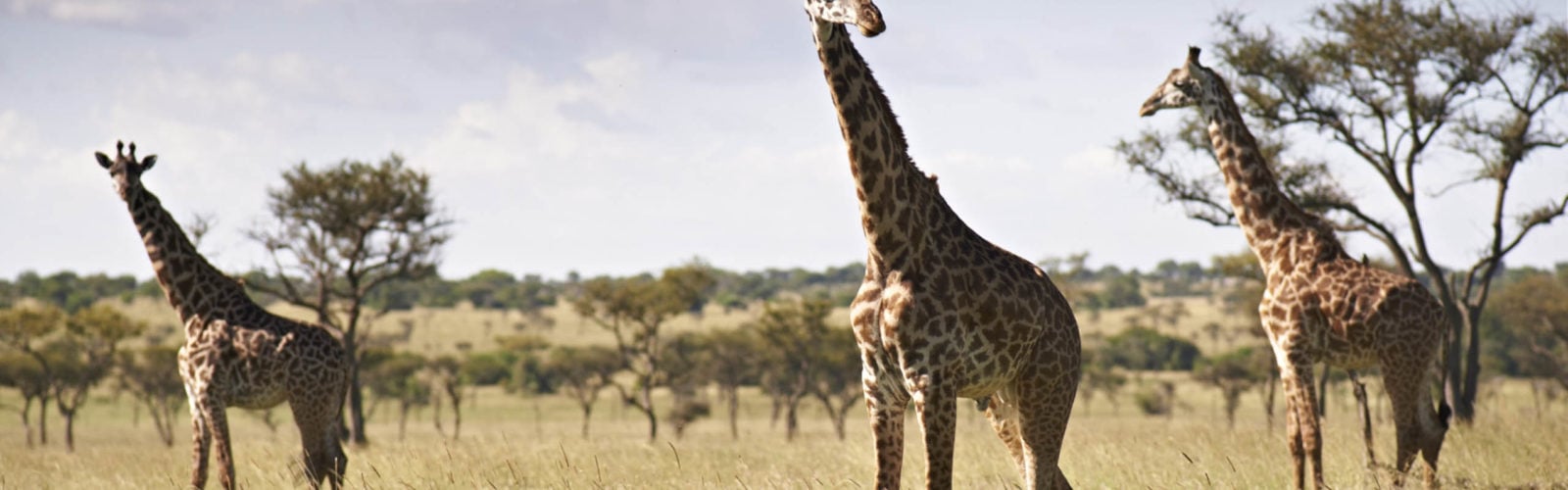 Giraffe Tanzania Serengeti
