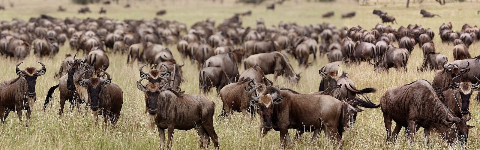 wildebeest serengeti