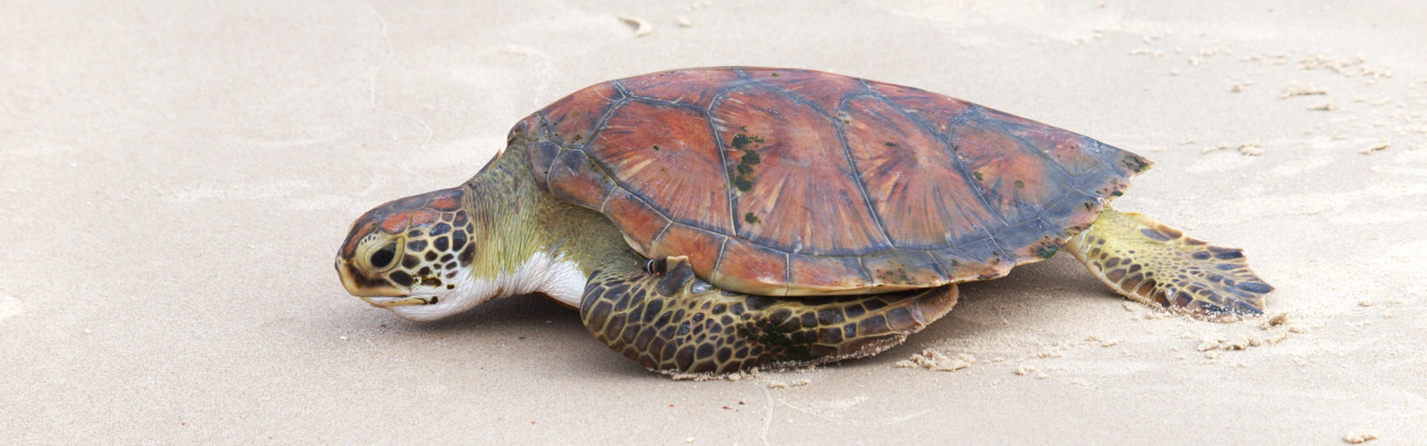 brazil-turtle