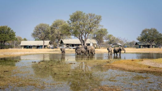 elephants-watering-hole-linkwasha-camp-zimbabwe