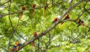 Flock of scarlet macaws Costa Rica