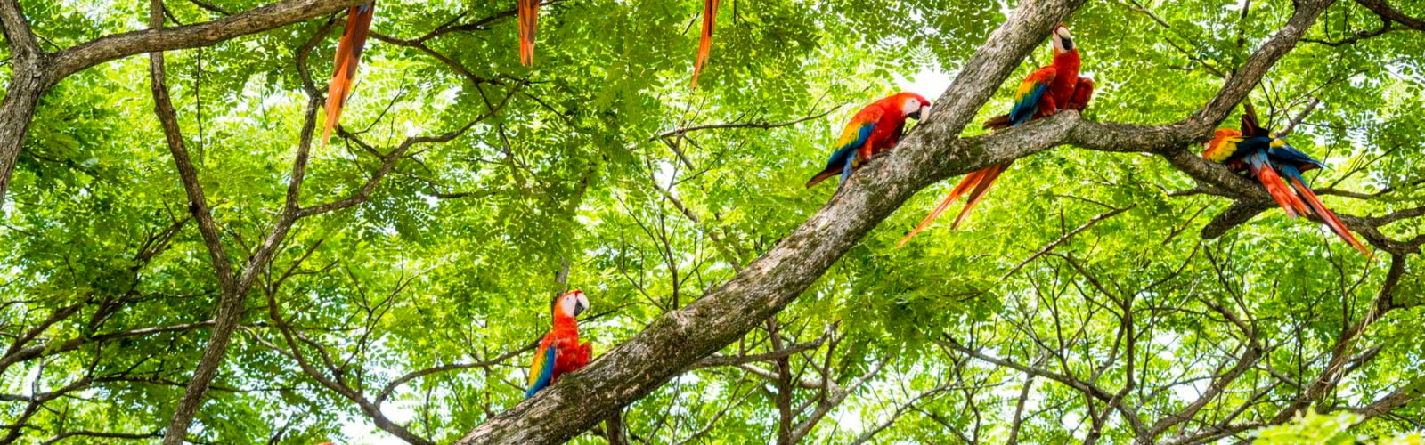 Flock of scarlet macaws Costa Rica
