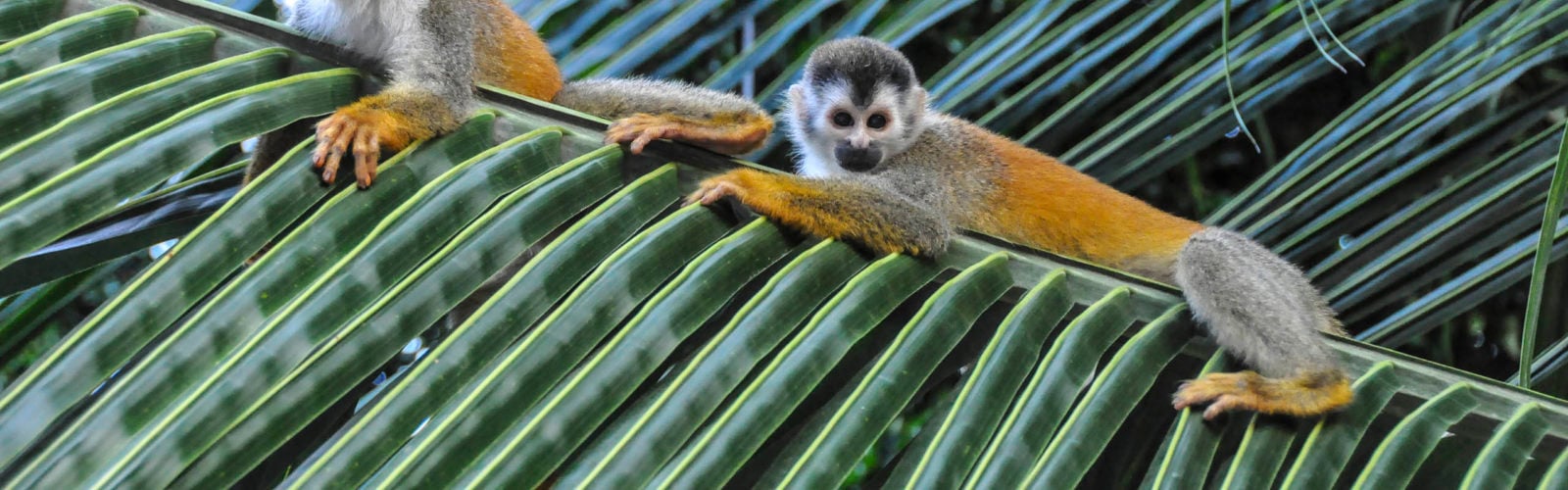 monkeys-manuel-antonio-costa-rica