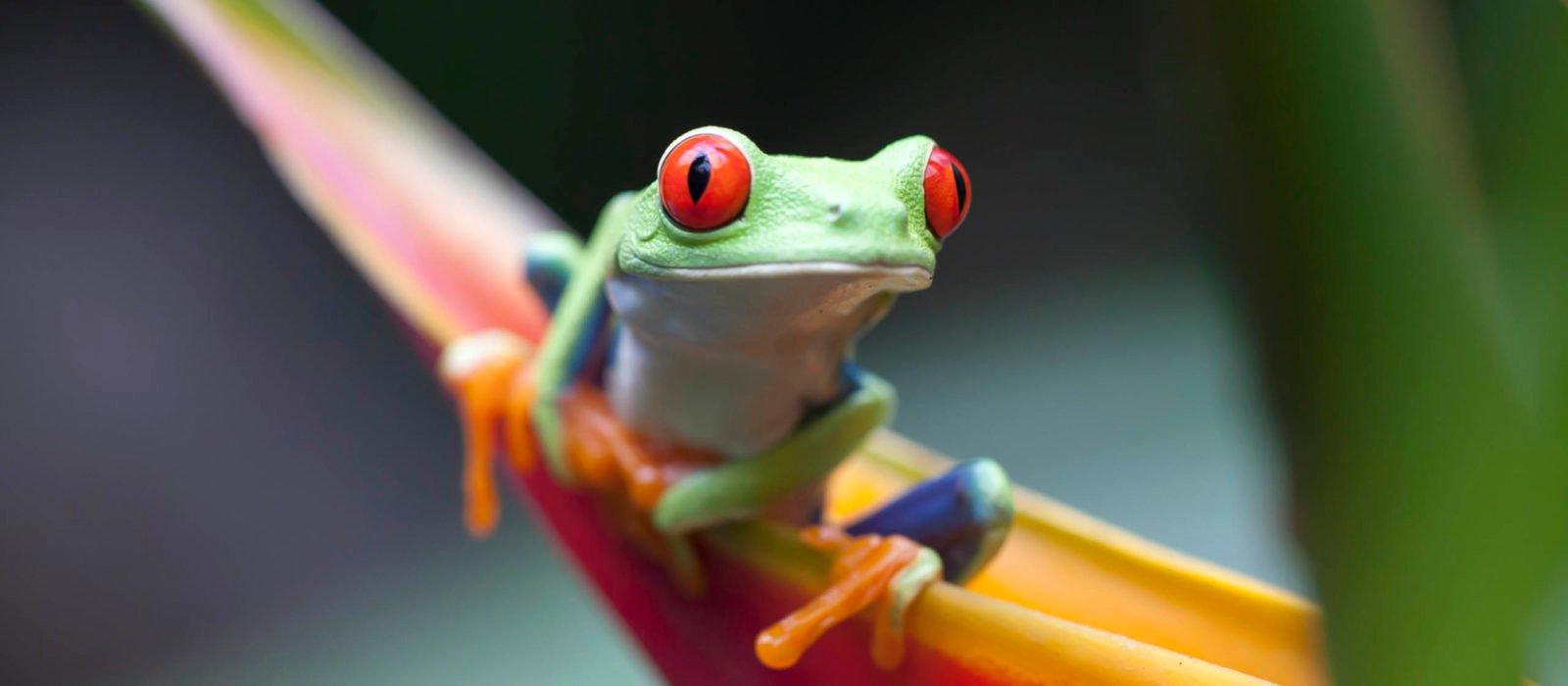 RED EYED FROG, COSTA RICA WILD LIFE