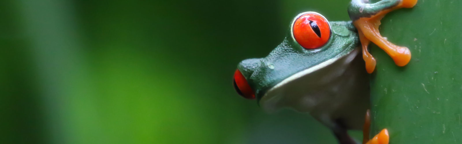 red-eyed-tree-frog-tortuguero-costa-rica