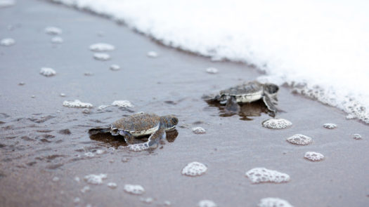 baby turtles at the beach of Tortuguero National Park