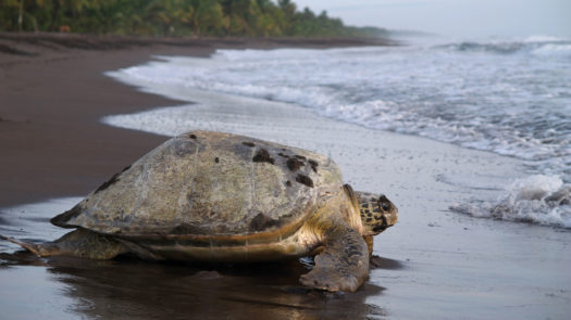 sea-turtle-tortuguero-costa-rica