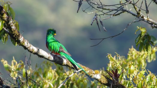 Resplendent Quetzal, Costa Rica