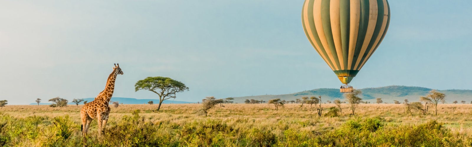 Giraffe watching a hot air balloon, Tanzania