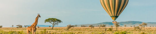 Giraffe watching a hot air balloon, Tanzania