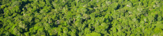 aerial-view-amazon-brazil