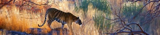 tiger-bandhavgarh-india