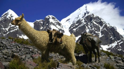 llama-ausangate-mountain-peru