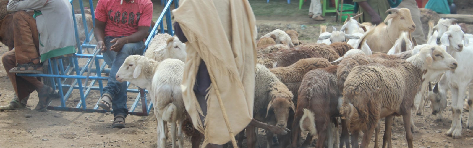 addis-ababa-goats