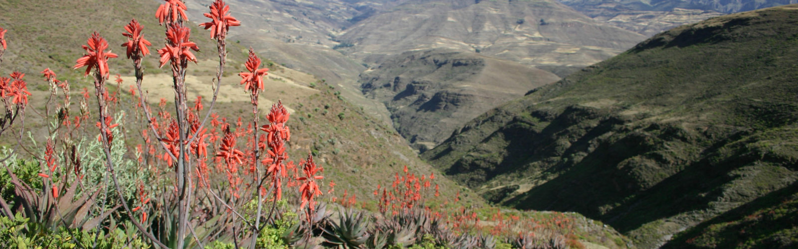 simien-mountains-ethiopia-flora