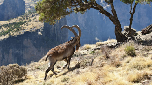 walia-ibex-ethiopia