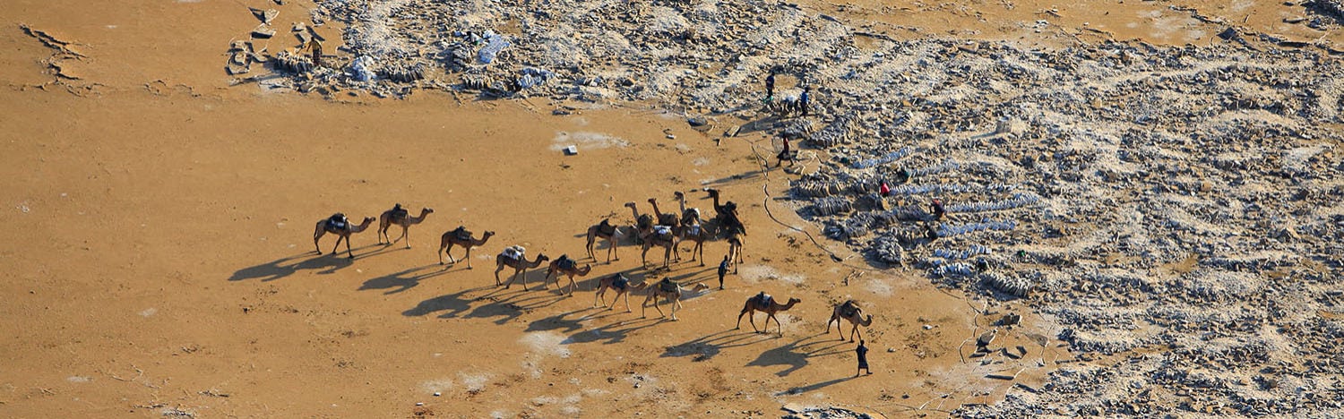 Camels in the Danakil Depression, Ethiopia