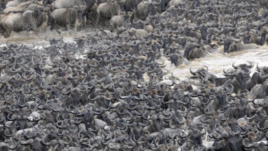 Great Migration shows huge herd of wildebeest river crossing