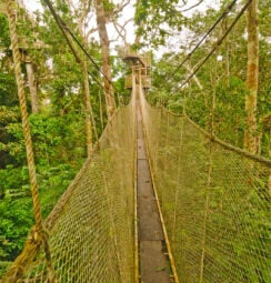 Canopy Walkway in the Amazon Rain Forest