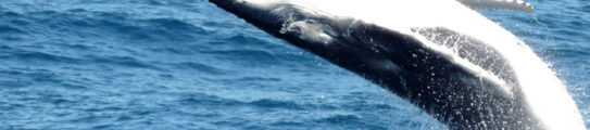 Humpback whale in Australia