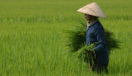 vietnam-rice-harvesting