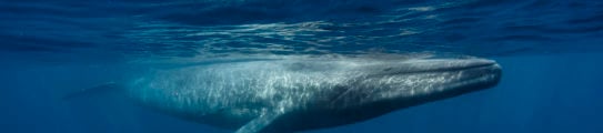 blue-whale-sri-lanka