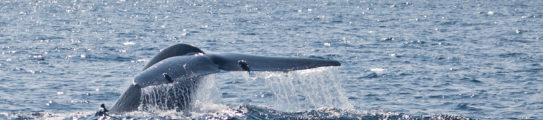 whale-tail-sri-lanka