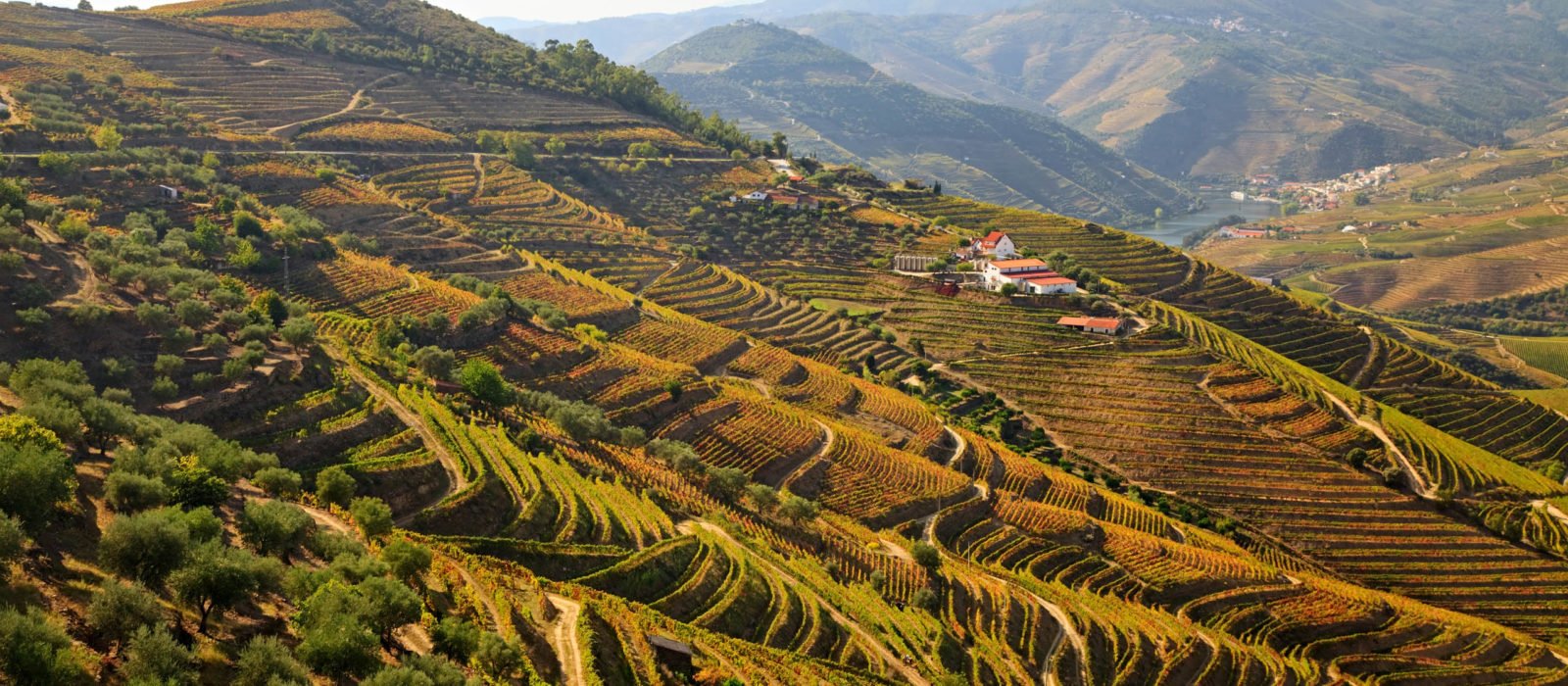 Douro river vineyards, Portugal