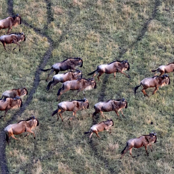 Aerial shot of wildebeest migration, Kenya