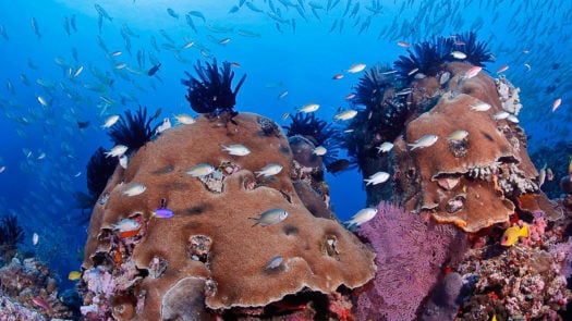 chromis damsels coral reef