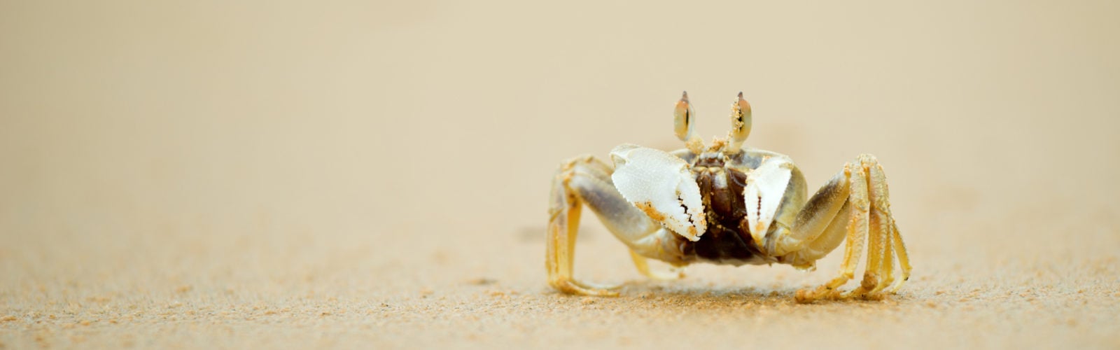crab-on-the-beach-con-dao