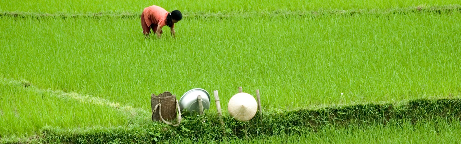 mai-chau-rice-field-worker