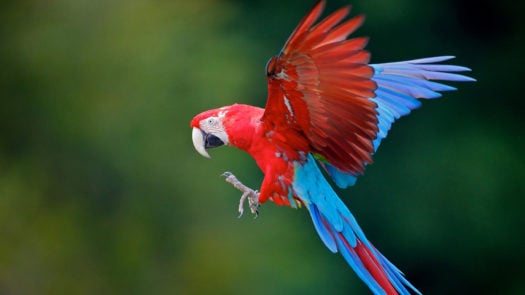 Parrot Colombia