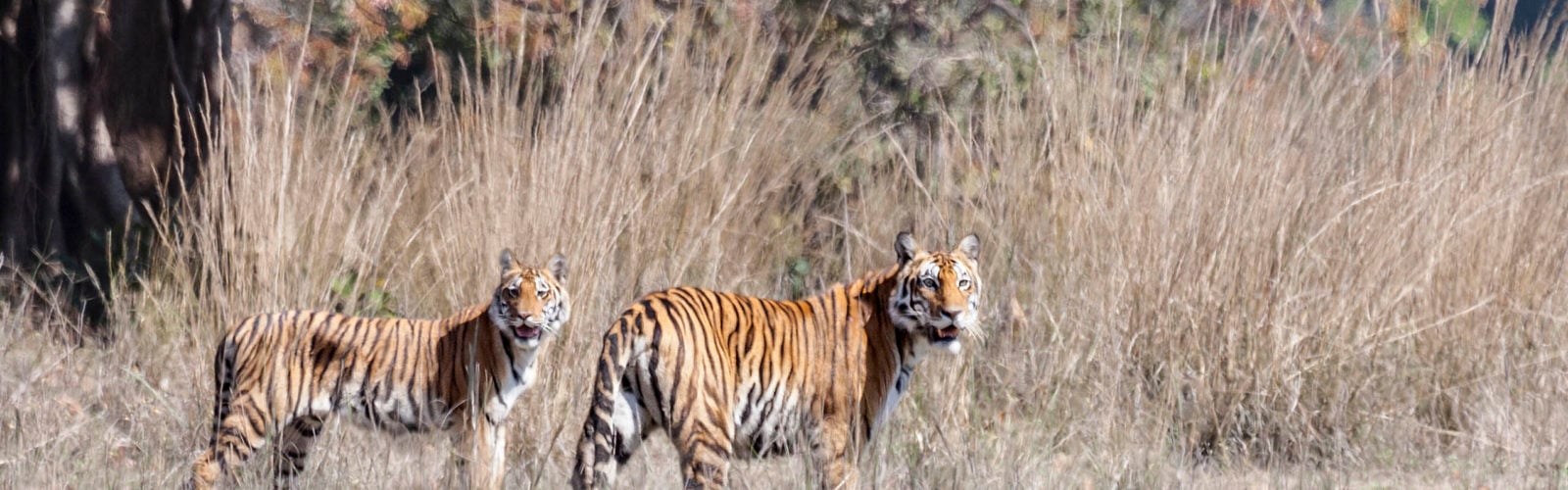 female-tiger-and-cub-kanha-india