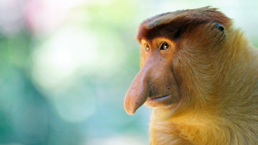 proboscic-monkey-borneo