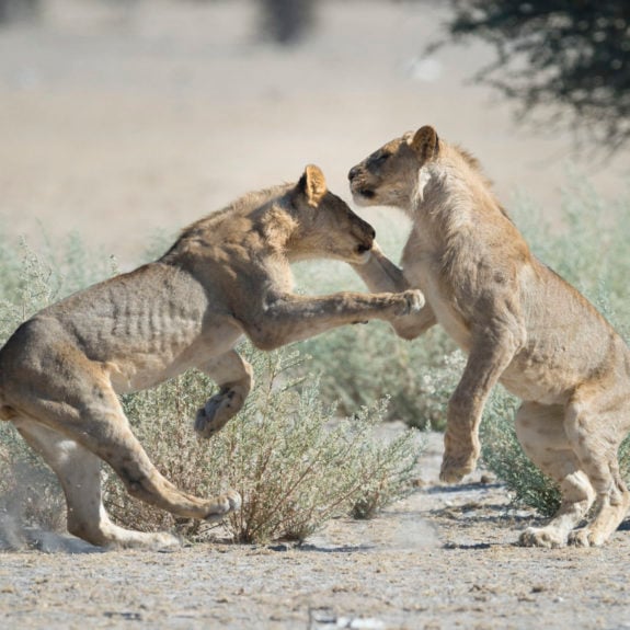 Ongava Reserve Lions