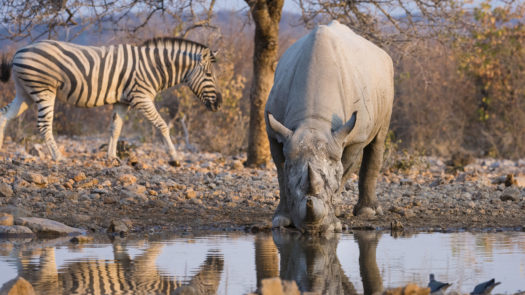 Ongava Reserve Namibia Zebra Rhinoceros